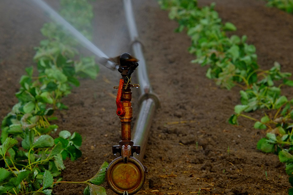 臨夏好的灌溉工程